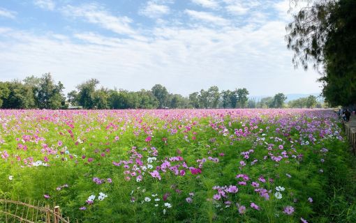 【シラチャー発】期間限定！ジムトンプソンファームとカオヤイ 1泊2日パッケージ 3
