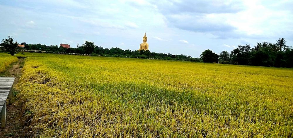 ※現在は稲刈りが終了しており緑色の田園風景は臨めません