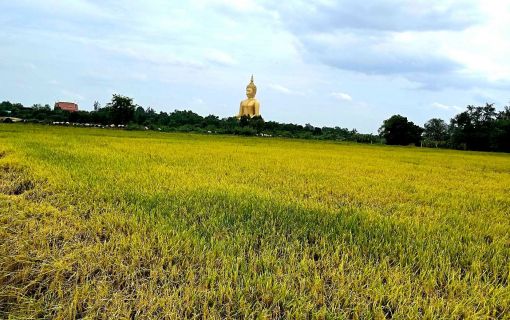 ※現在は稲刈りが終了しており緑色の田園風景は臨めません