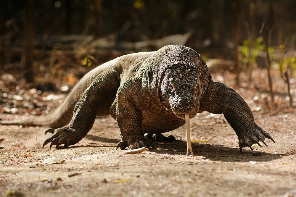 ジャカルタ発 世界自然遺産 コモド島 コモドドラゴン ピンクビーチ 2泊3日 インドネシア ジャカルタ 現地ツアー