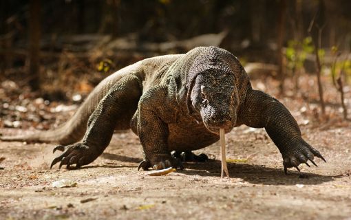 【ジャカルタ発】世界自然遺産！コモド島・コモドドラゴン＆ピンクビーチ　2泊3日