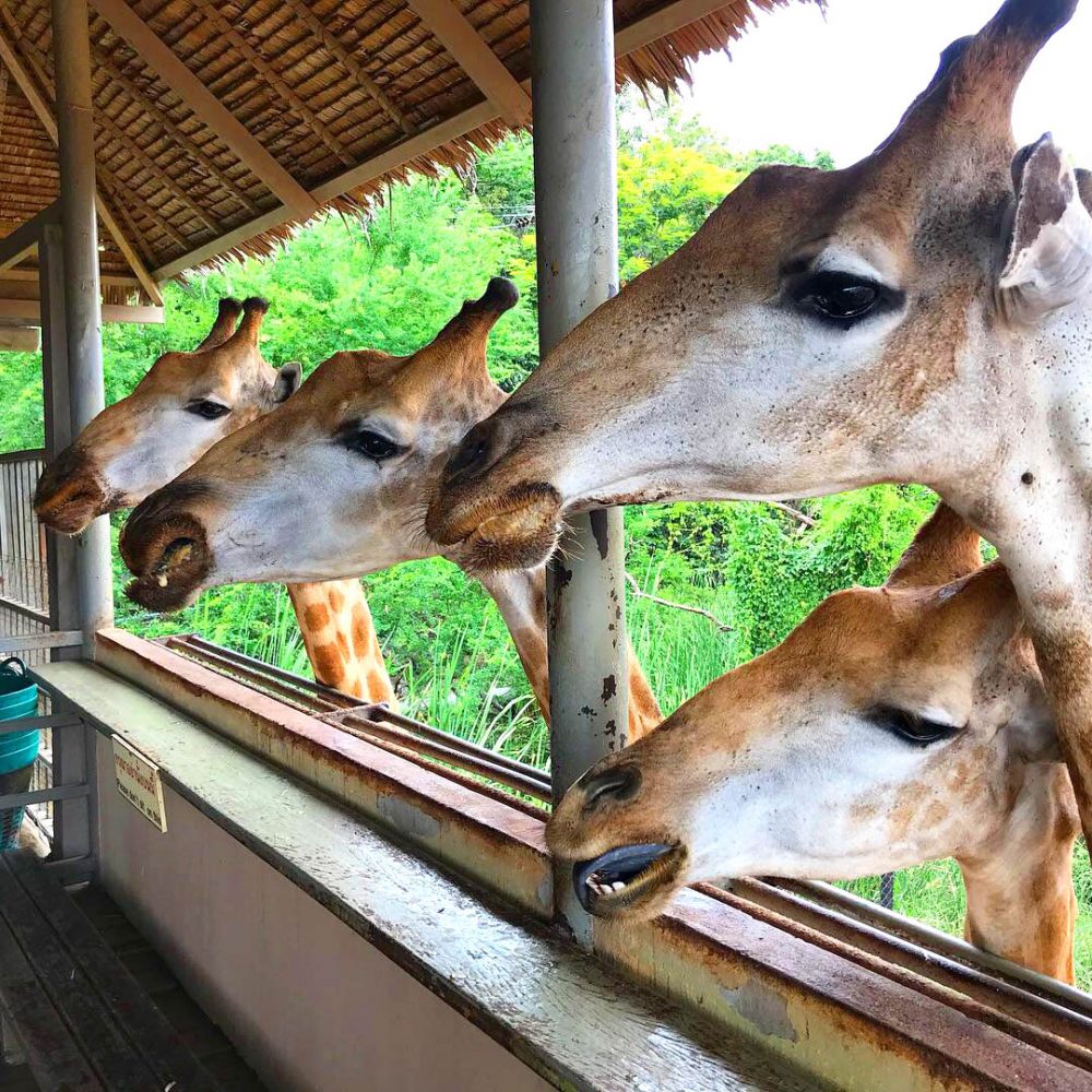 【1日・専用車】サファリワールド<サファリパーク&マリンパーク>(昼食付) 2