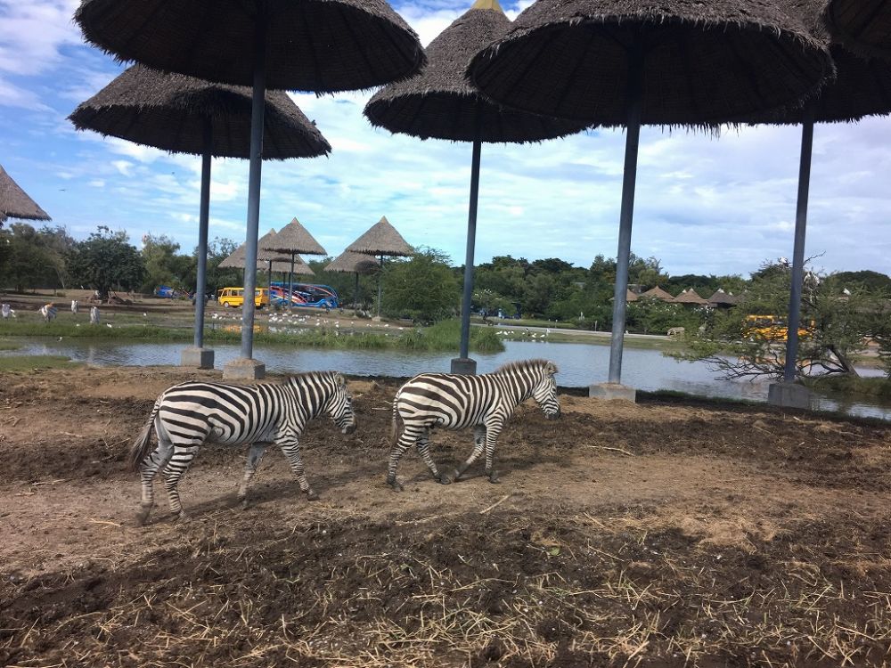 【1日・専用車】サファリワールド<サファリパーク&マリンパーク>(昼食付) 6
