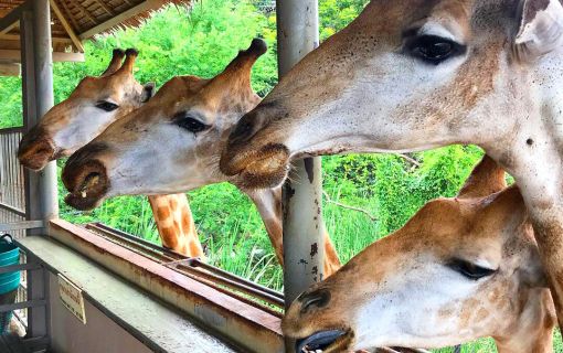 【1日・専用車】サファリワールド<サファリパーク&マリンパーク>(昼食付) 2
