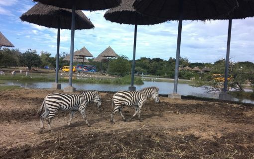 【1日・専用車】サファリワールド<サファリパーク&マリンパーク>(昼食付) 6