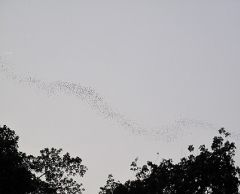≪英語ガイド≫世界遺産・ムル国立公園2泊3日　（コタキナバル発） 3