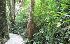 ≪英語ガイド≫世界遺産・ムル国立公園2泊3日　（コタキナバル発） 5