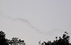 ≪英語ガイド≫世界遺産・ムル国立公園2泊3日　（コタキナバル発） 3