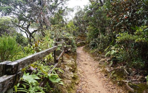キナバル登山路