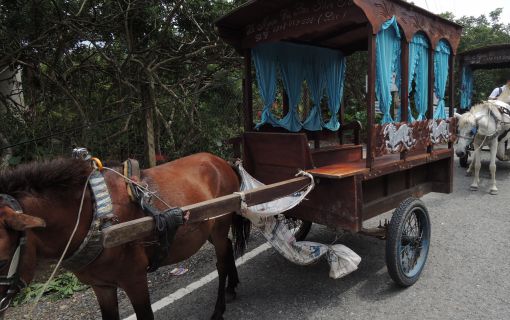 【ホーチミン発】メコン川蛍ツアー 7