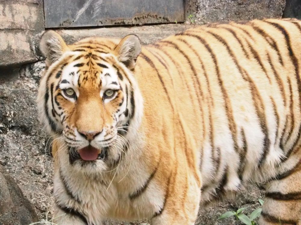 【10/24(土)&11/1(日)開催】ブンソアイ動物王国ツアー ~通常入園ではできない体験が満載~ 4