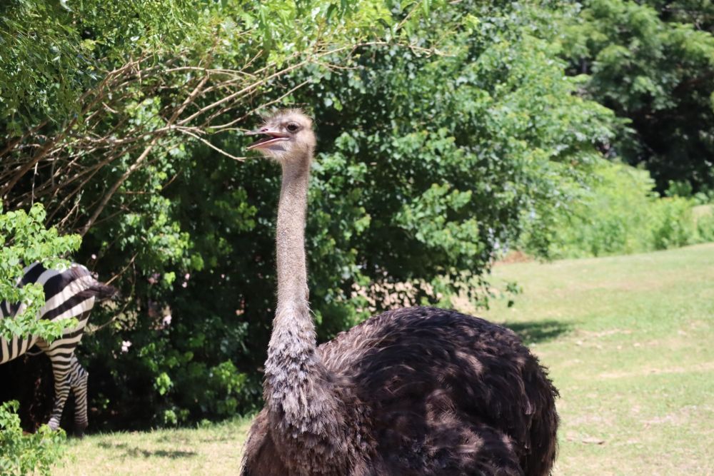 【10/24(土)&11/1(日)開催】ブンソアイ動物王国ツアー ~通常入園ではできない体験が満載~ 3