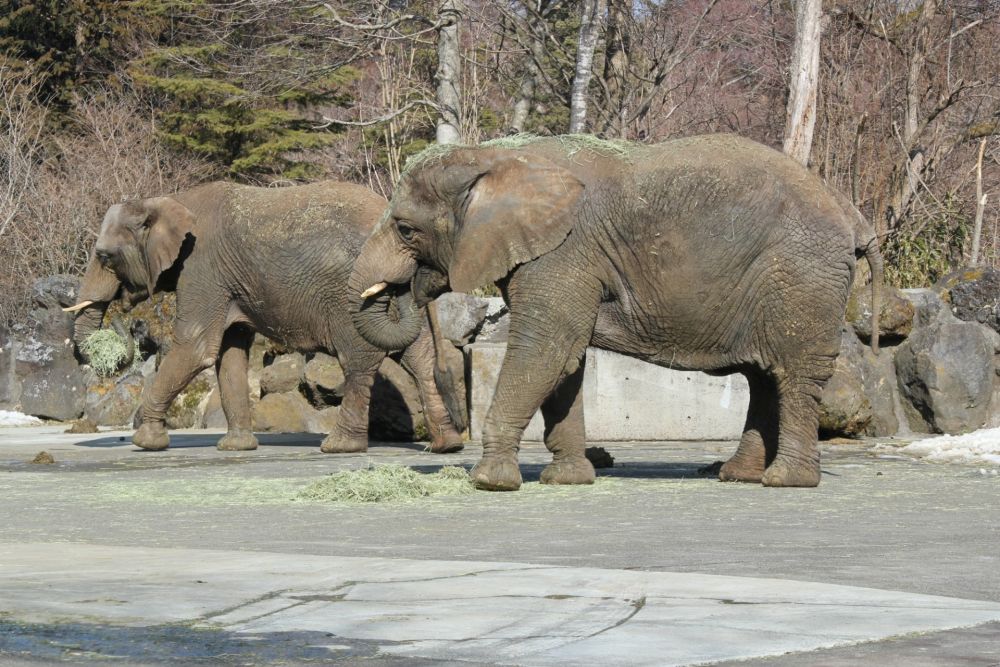 【10/24(土)&11/1(日)開催】ブンソアイ動物王国ツアー ~通常入園ではできない体験が満載~ 5