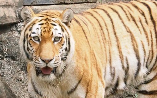 【10/24(土)&11/1(日)開催】ブンソアイ動物王国ツアー ~通常入園ではできない体験が満載~ 4