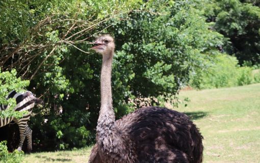 【10/24(土)&11/1(日)開催】ブンソアイ動物王国ツアー ~通常入園ではできない体験が満載~ 3