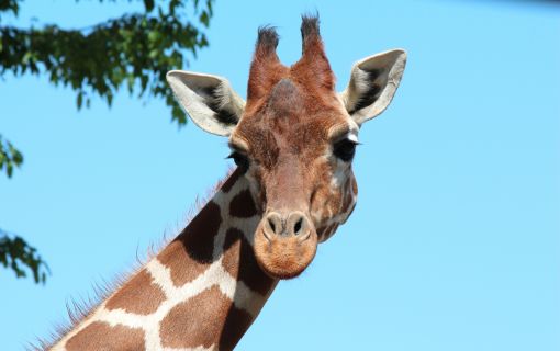 【10/24（土）＆11/1（日）開催】ブンソアイ動物王国ツアー　～通常入園ではできない体験が満載～