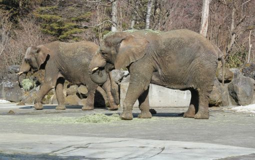 【10/24(土)&11/1(日)開催】ブンソアイ動物王国ツアー ~通常入園ではできない体験が満載~ 5