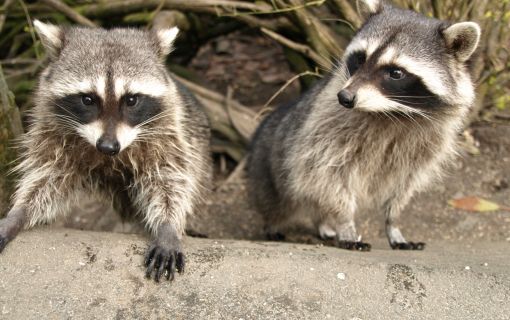 【10/24(土)&11/1(日)開催】ブンソアイ動物王国ツアー ~通常入園ではできない体験が満載~ 2