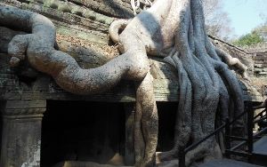 アンコール遺跡群小回りコース半日観光(午前・午後発) 7