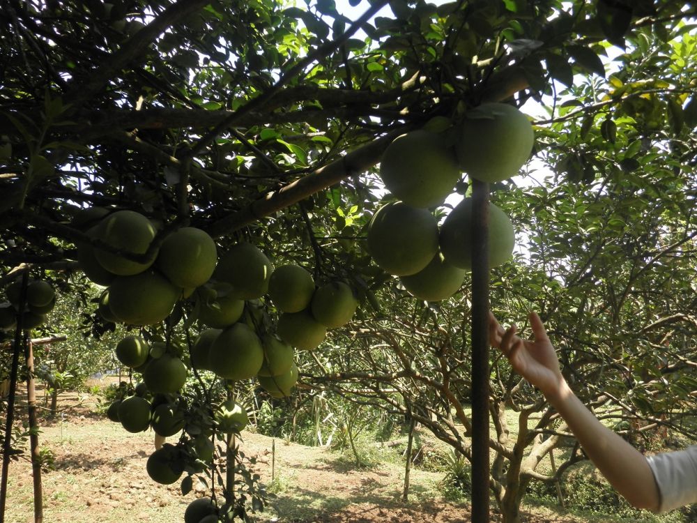 ザボン、ザボン、ザボン！リアルザボン！