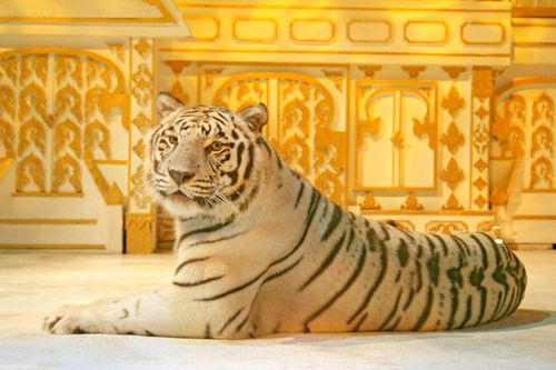 ホワイトタイガー