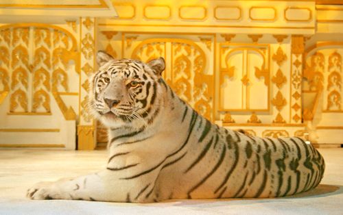 ホワイトタイガー