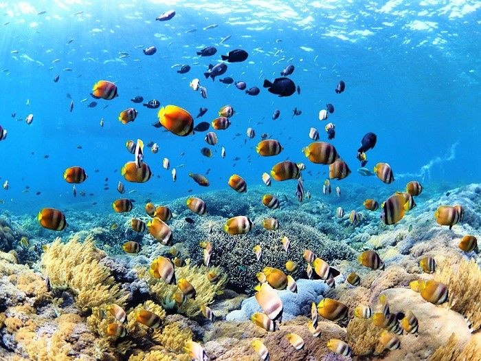 シュノーケリング