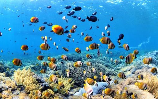 シュノーケリング