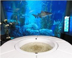 フィッシュスパ