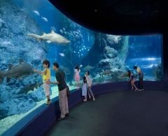 【10月末までのプロモーションあり♪】サイアム・シーライフ・オーシャン・ワールド (水族館, バンコク) 14