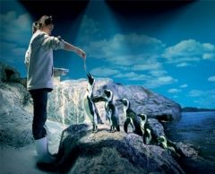 【10月末までのプロモーションあり♪】サイアム・シーライフ・オーシャン・ワールド (水族館, バンコク) 6