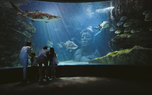 【10月末までのプロモーションあり♪】サイアム・シーライフ・オーシャン・ワールド (水族館, バンコク) 11
