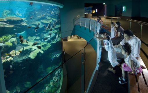 【10月末までのプロモーションあり♪】サイアム・シーライフ・オーシャン・ワールド (水族館, バンコク) 16