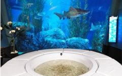 フィッシュスパ