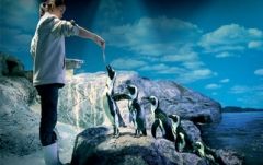 【10月末までのプロモーションあり♪】サイアム・シーライフ・オーシャン・ワールド (水族館, バンコク) 6