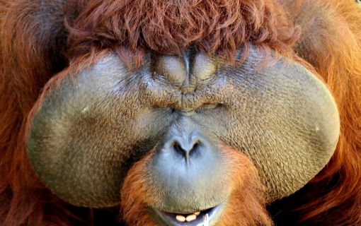 ベーシックプラン マタン野生動物センター