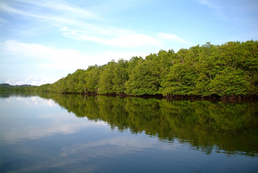 セブン川流域に広がるマングローブ樹林