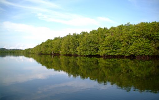 セブン川流域に広がるマングローブ樹林