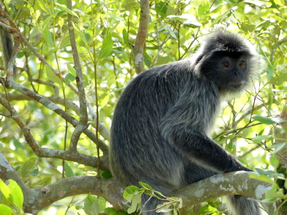 バコ国立公園 2