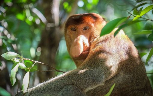 バコ国立公園