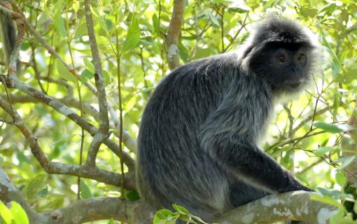 バコ国立公園 2