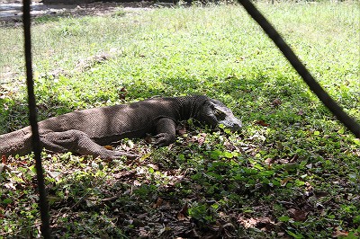 恐竜の子孫・コモドドラゴン発見