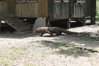 近くで歩いている姿を見るとやはり大きい～！！！
