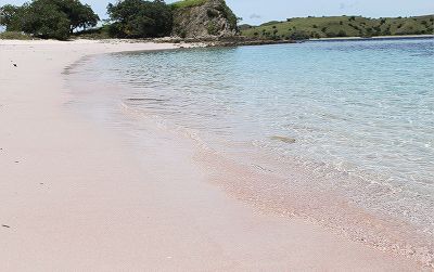 ベーシックプラン(【バリ島発】世界自然遺産!コモド島・コモドドラゴン&ピンクビーチ 1泊2日 )