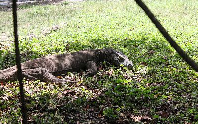 恐竜の子孫・コモドドラゴン発見
