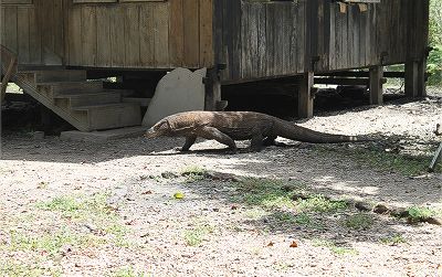 近くで歩いている姿を見るとやはり大きい～！！！