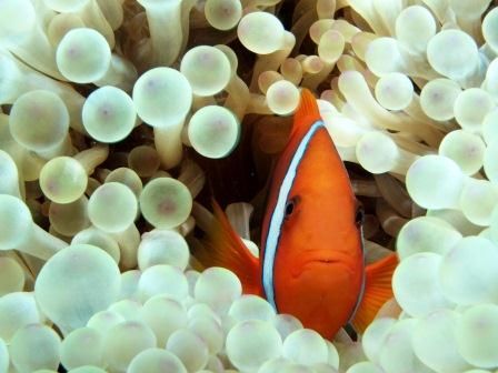 ダイビング中のお魚