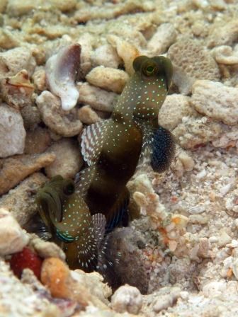 ダイビング中のお魚