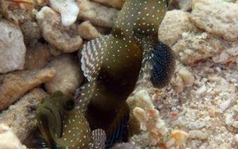 ダイビング中のお魚