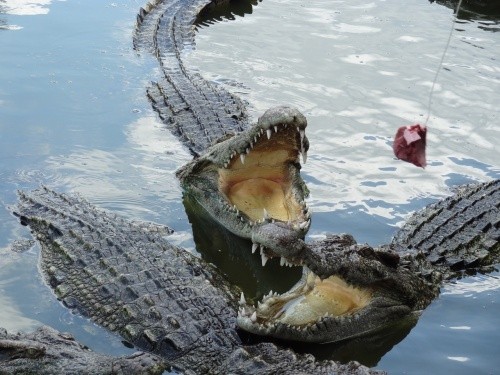 【ホーチミン発】スイティエン公園 3
